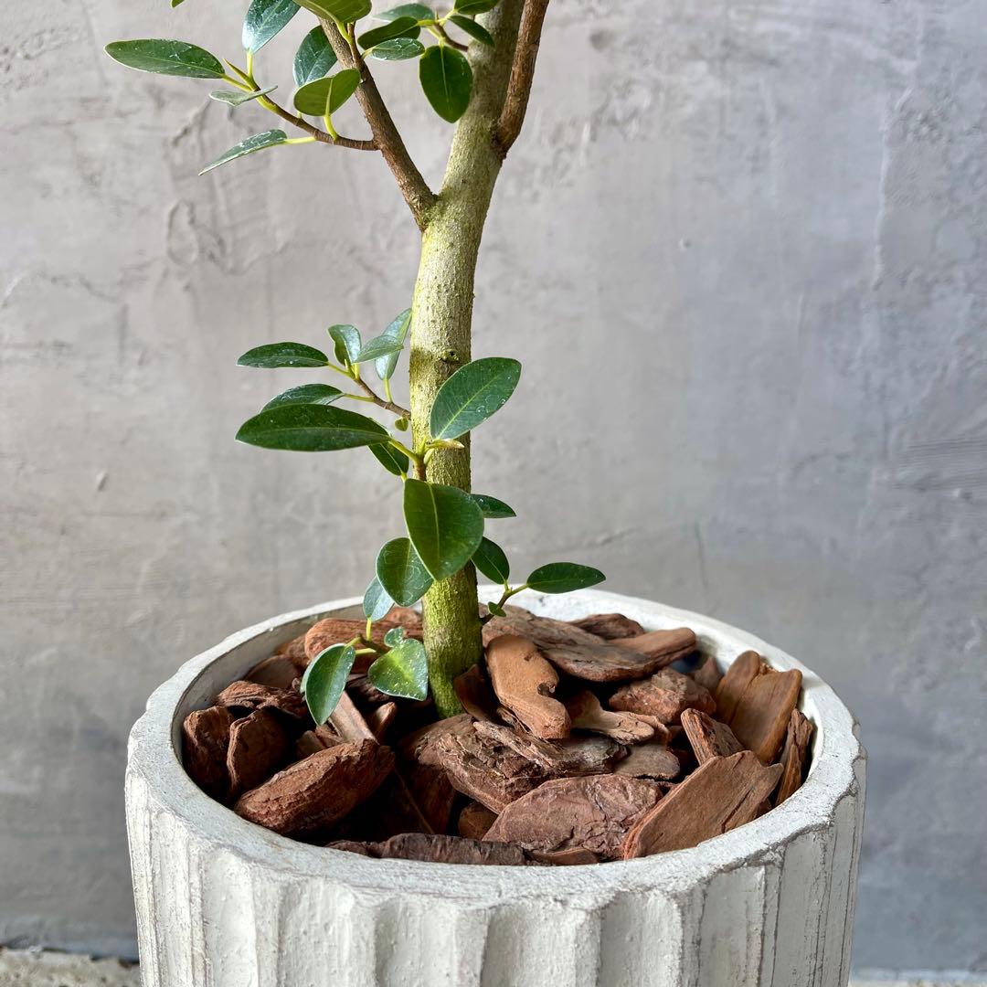 ハリー　大型　フランスゴムの木　螺旋仕立て　陶器鉢　植え込み発送