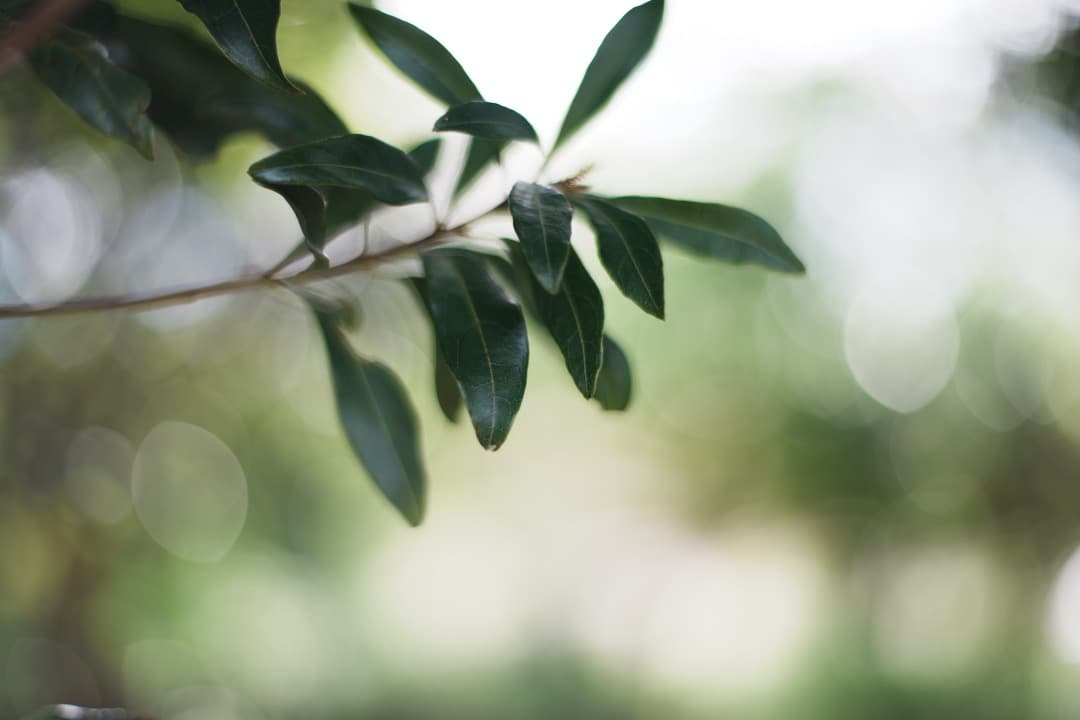 【極美品】Carl Zeiss Planar 50mm F1.4 MMJ 374