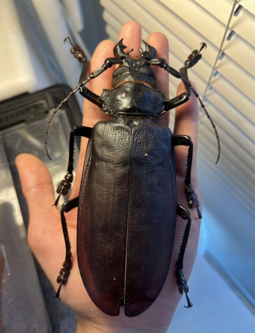 【150mm】タイタンオオウスバカミキリ カブトムシクワガタハナムグリ昆虫標本