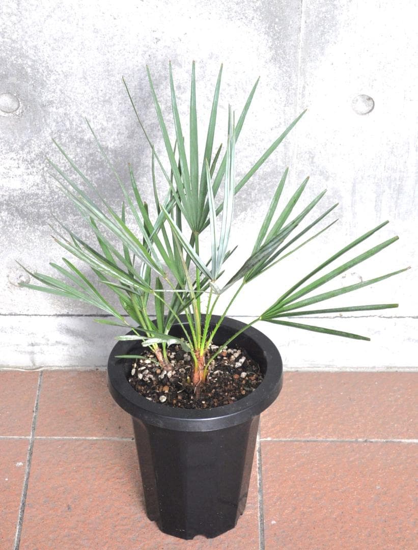 チャメロプス フミリス セリフェラ ７号