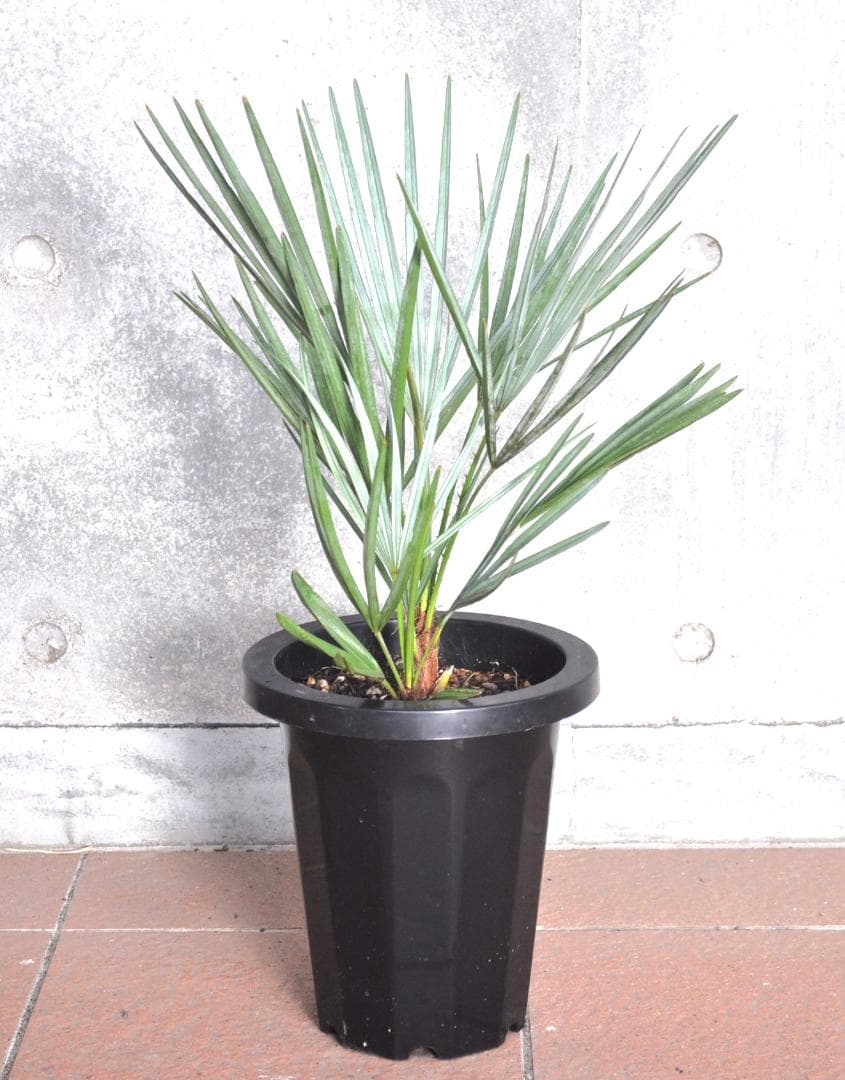 チャメロプス フミリス セリフェラ ７号