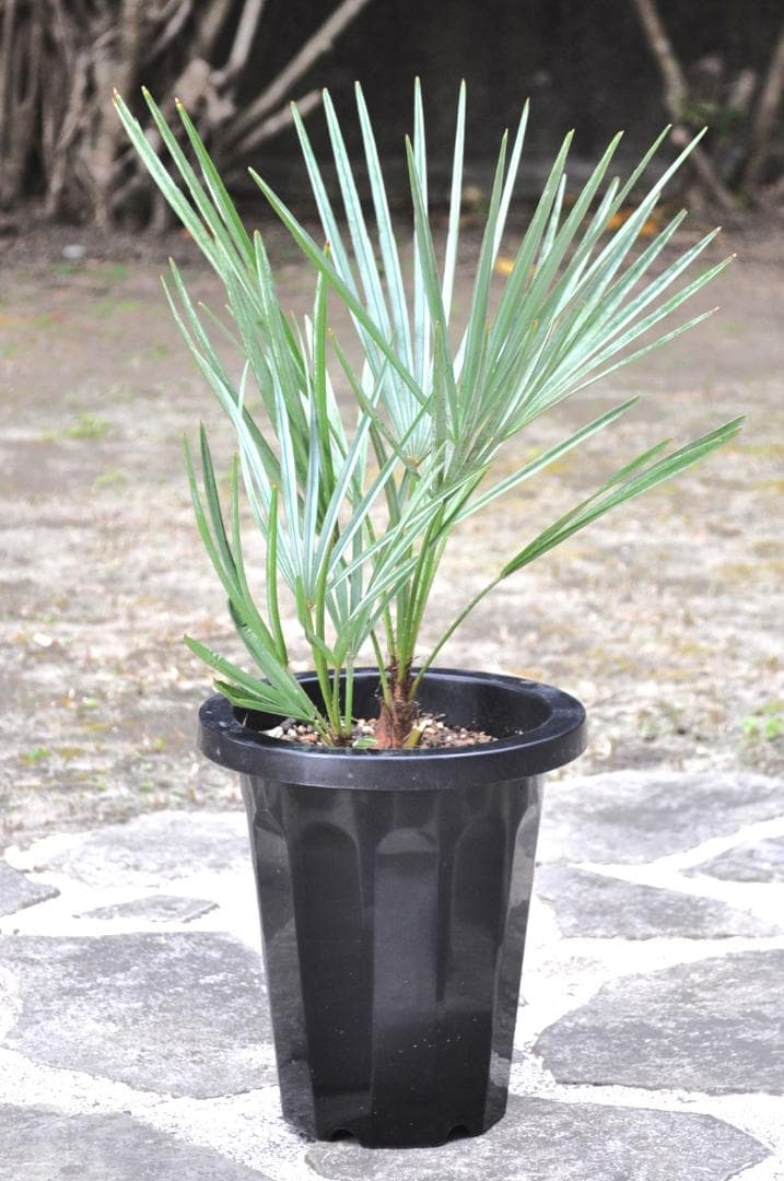 チャメロプス フミリス セリフェラ ７号