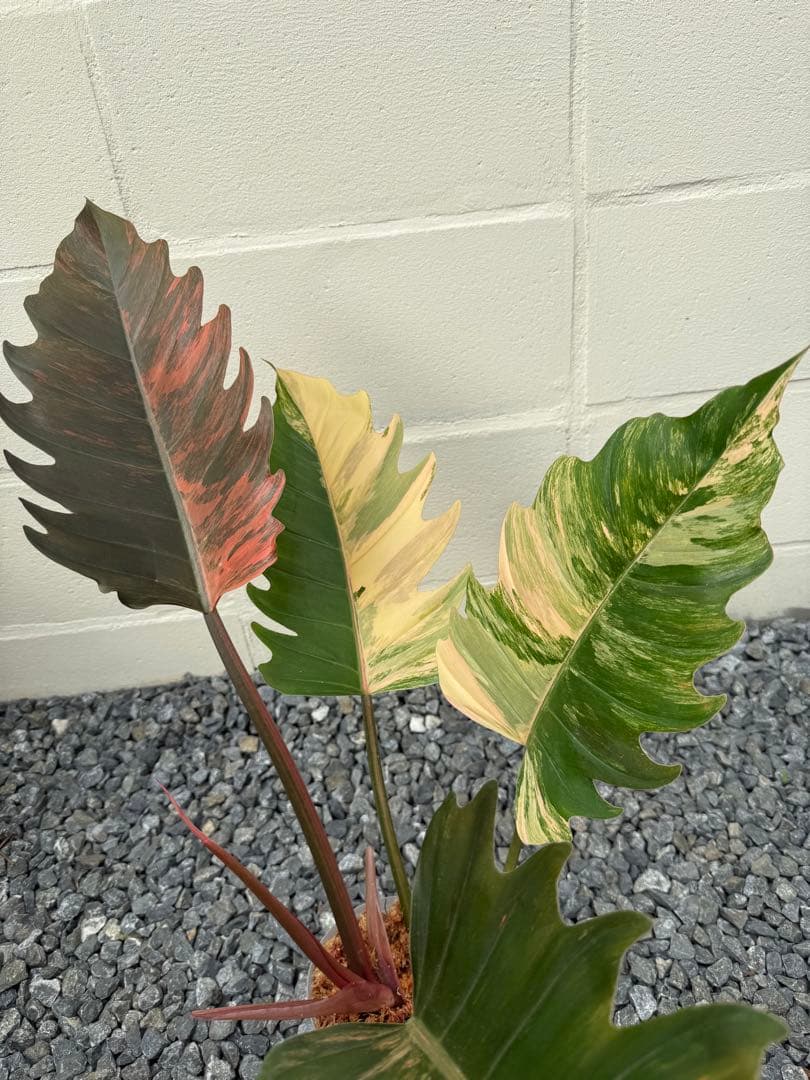 幸*様 フィロデンドロン　キャラメル　マーブル(大株)