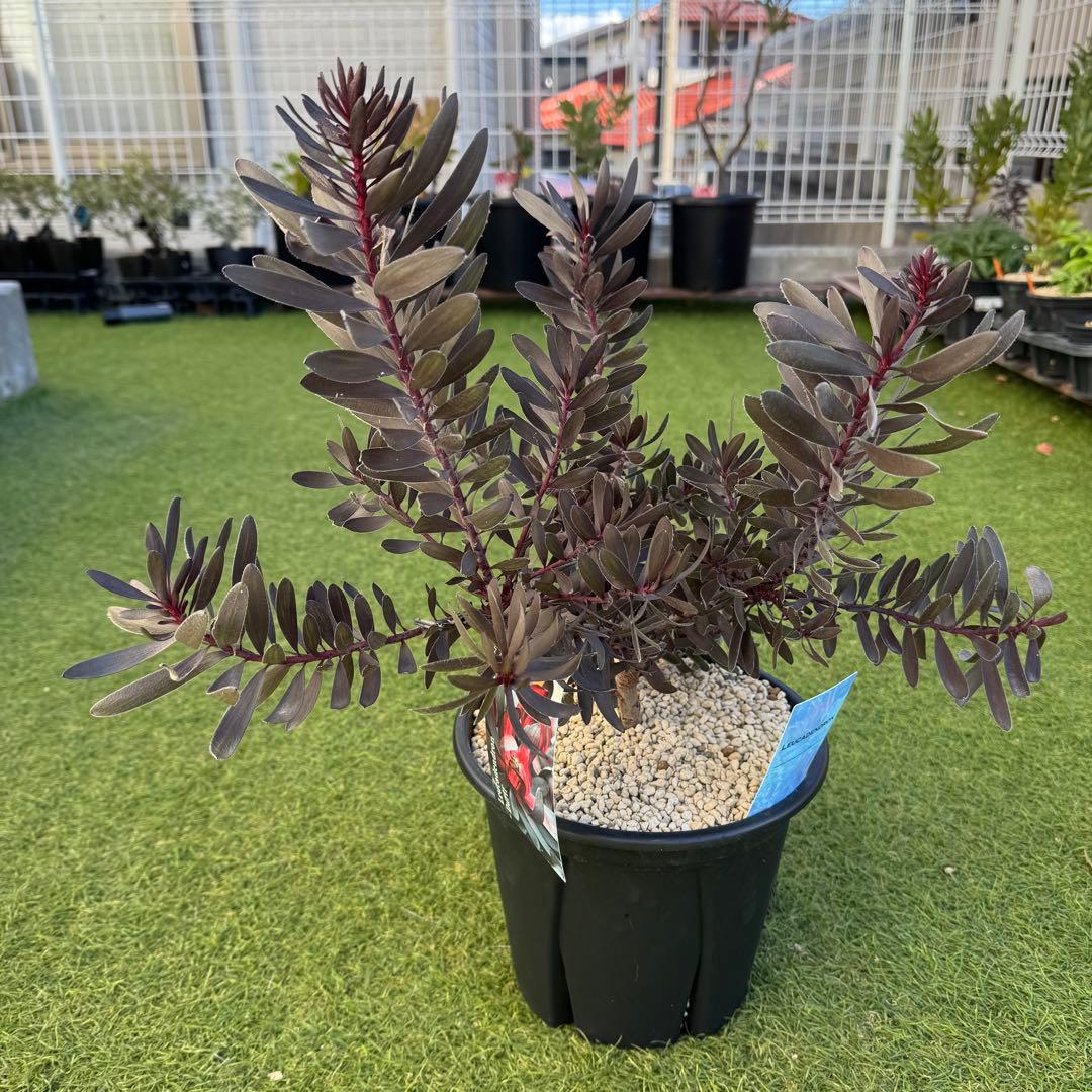 リューカデンドロン デュリフ Leucadendron Durif 8号　大株