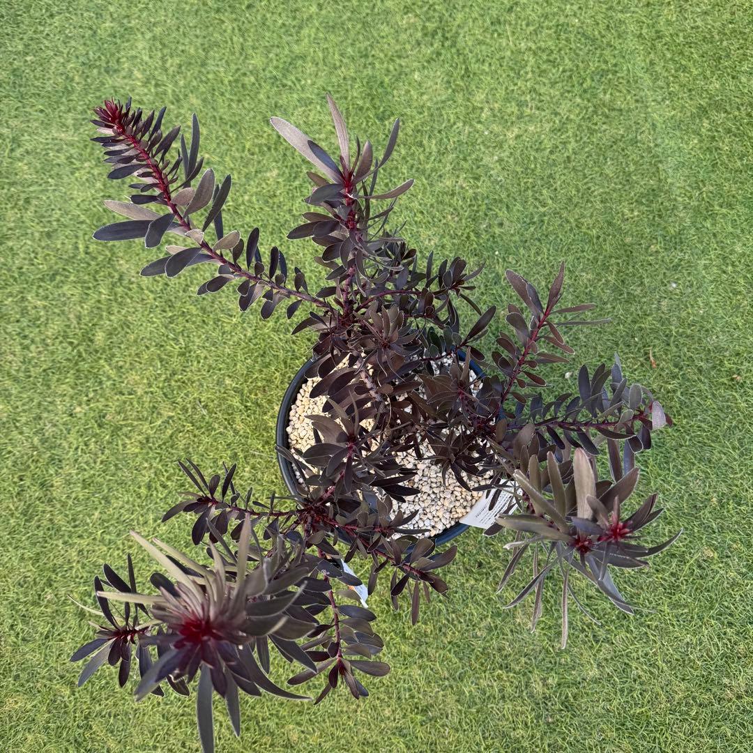 リューカデンドロン デュリフ Leucadendron Durif 8号　大株