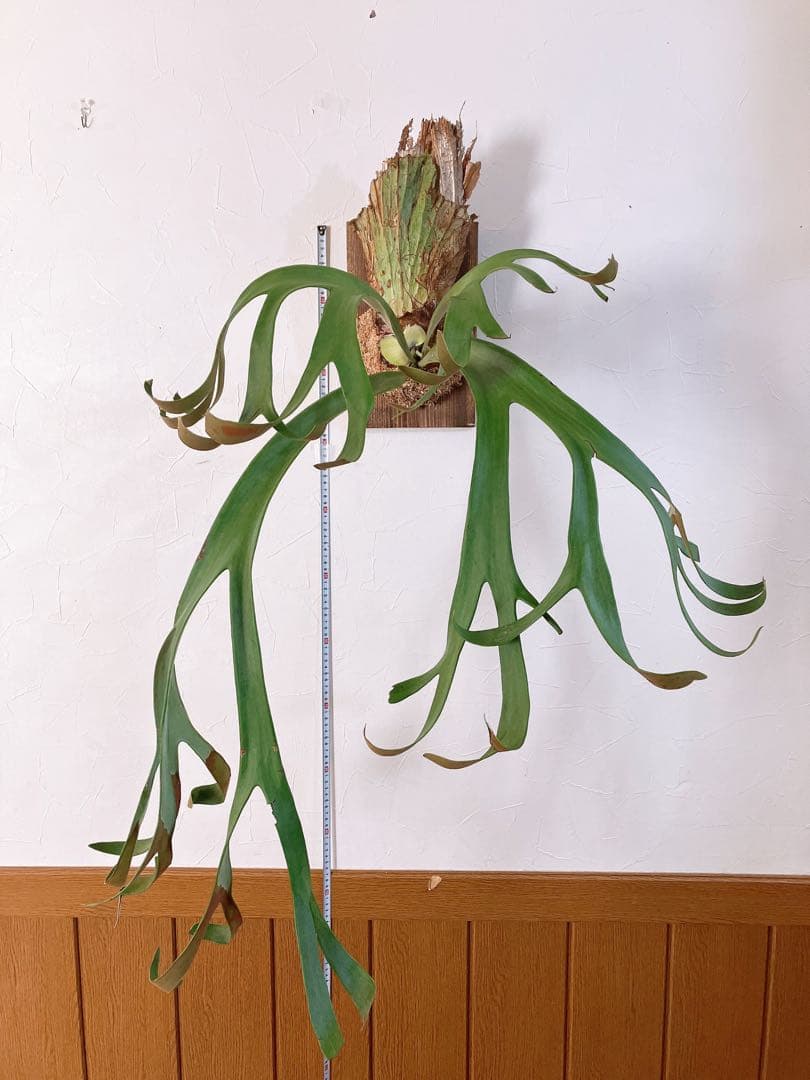 ゲリラ値下げ外巻　大株ビカクシダ　ウィリンキーwild\"east java\"