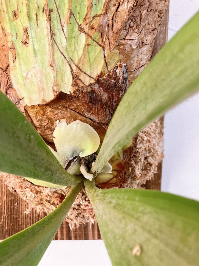 ゲリラ値下げ外巻　大株ビカクシダ　ウィリンキーwild\"east java\"