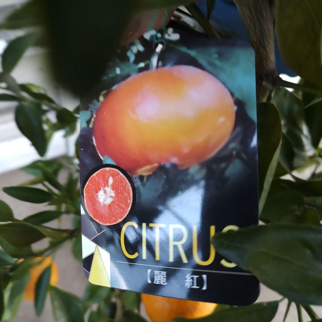 ド*ト様 麗紅 3年生 苗木 登録品種 実つき！