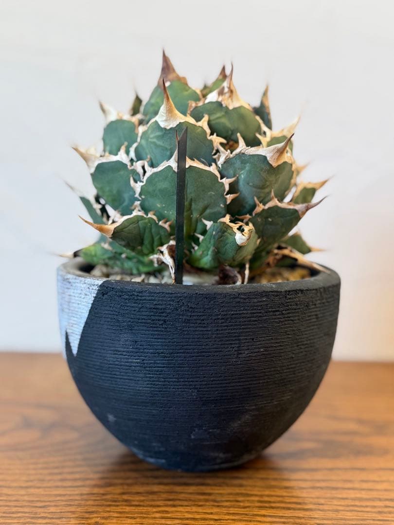 FO-076【発根済】【希少株】【大株】アガベ