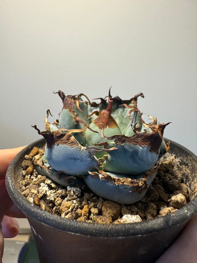 アガベ オアハカ実生 青葉