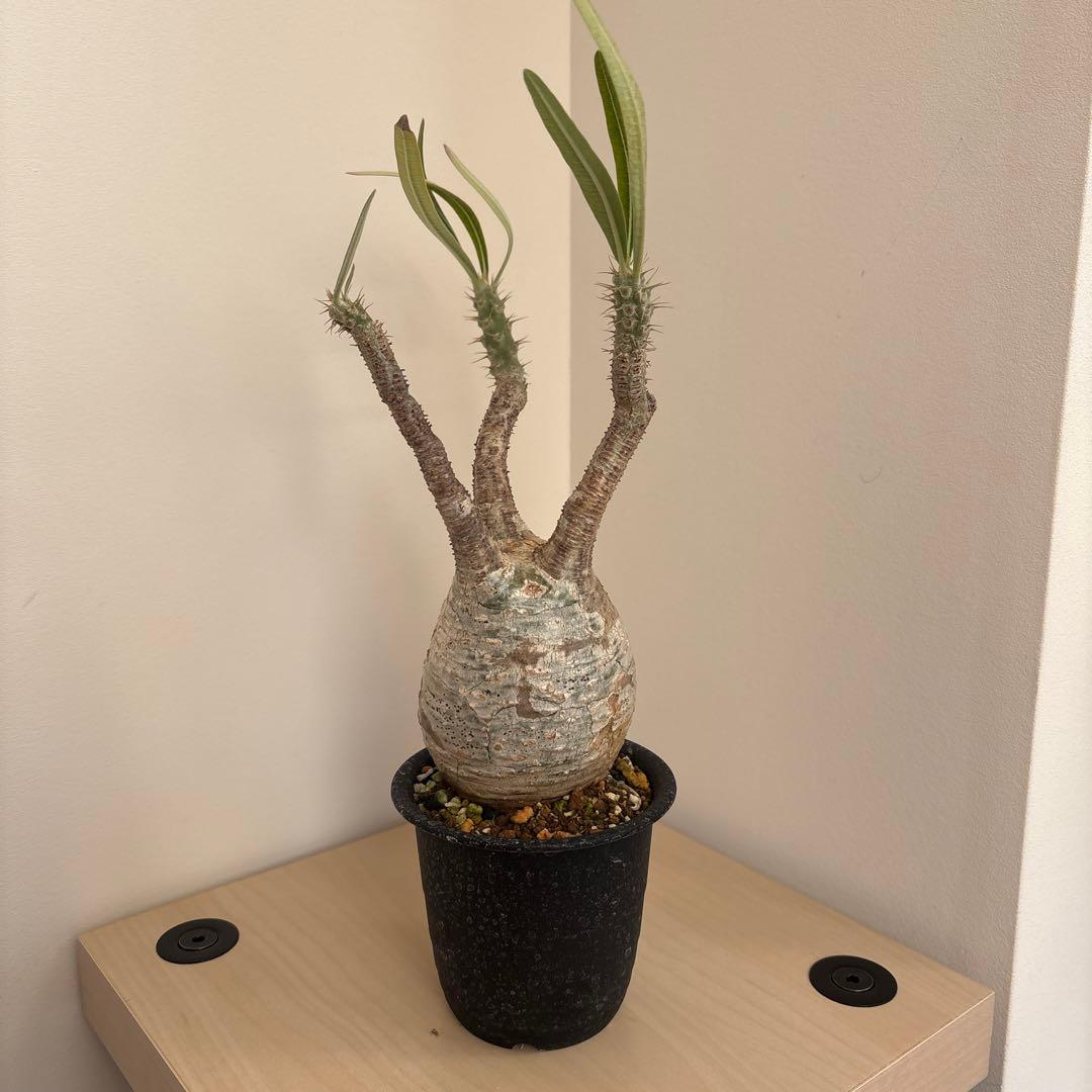 ［最終お値下げ］グラキリス　現地球　発根済み