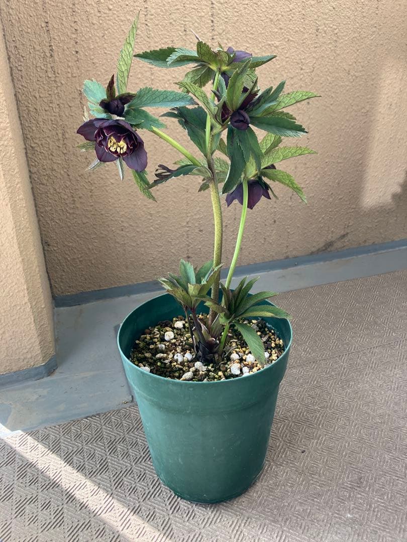 ユキノリ クリスマスローズ wa26-1