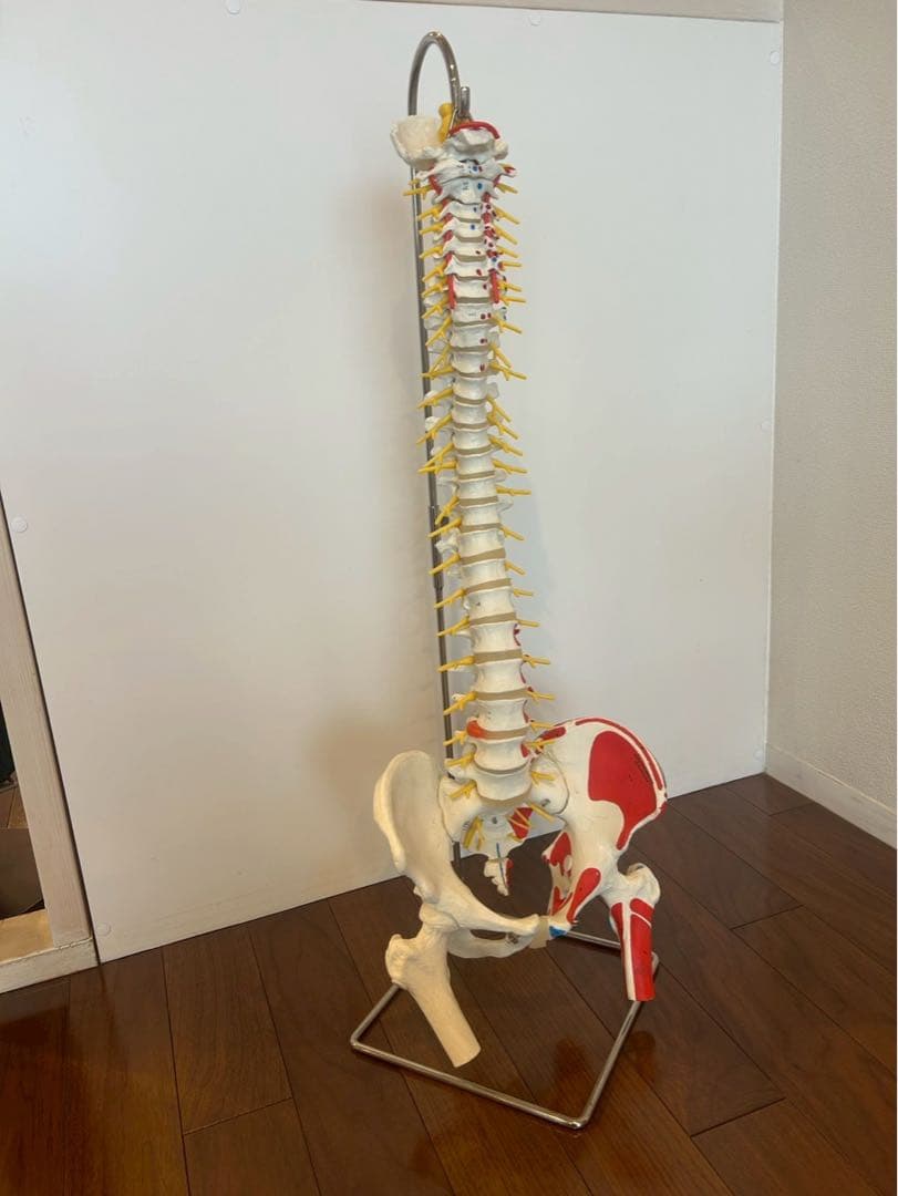 脊柱可動型モデル　3B 美品　スタンド付き