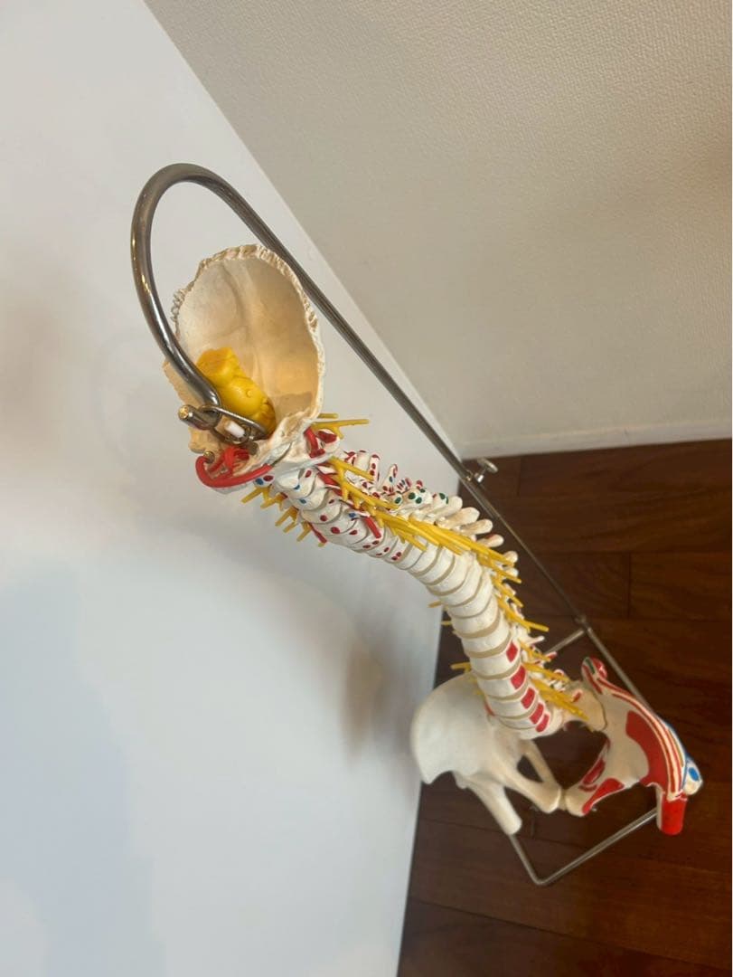 脊柱可動型モデル　3B 美品　スタンド付き