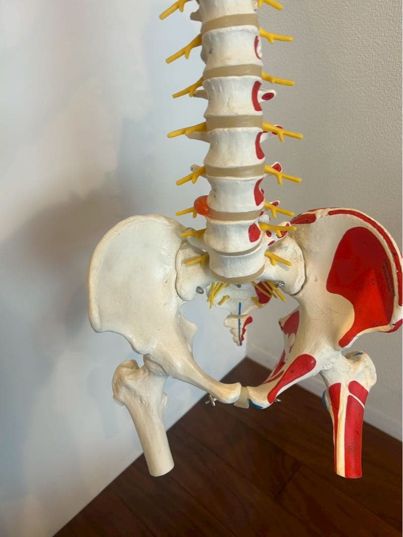 脊柱可動型モデル　3B 美品　スタンド付き