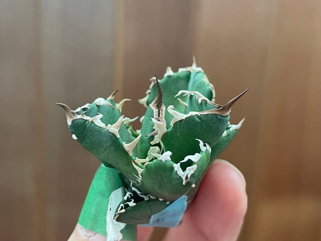 【REZA産】イラン株　選抜　アガベ　　NOVA ノヴァ　天芽　12月便