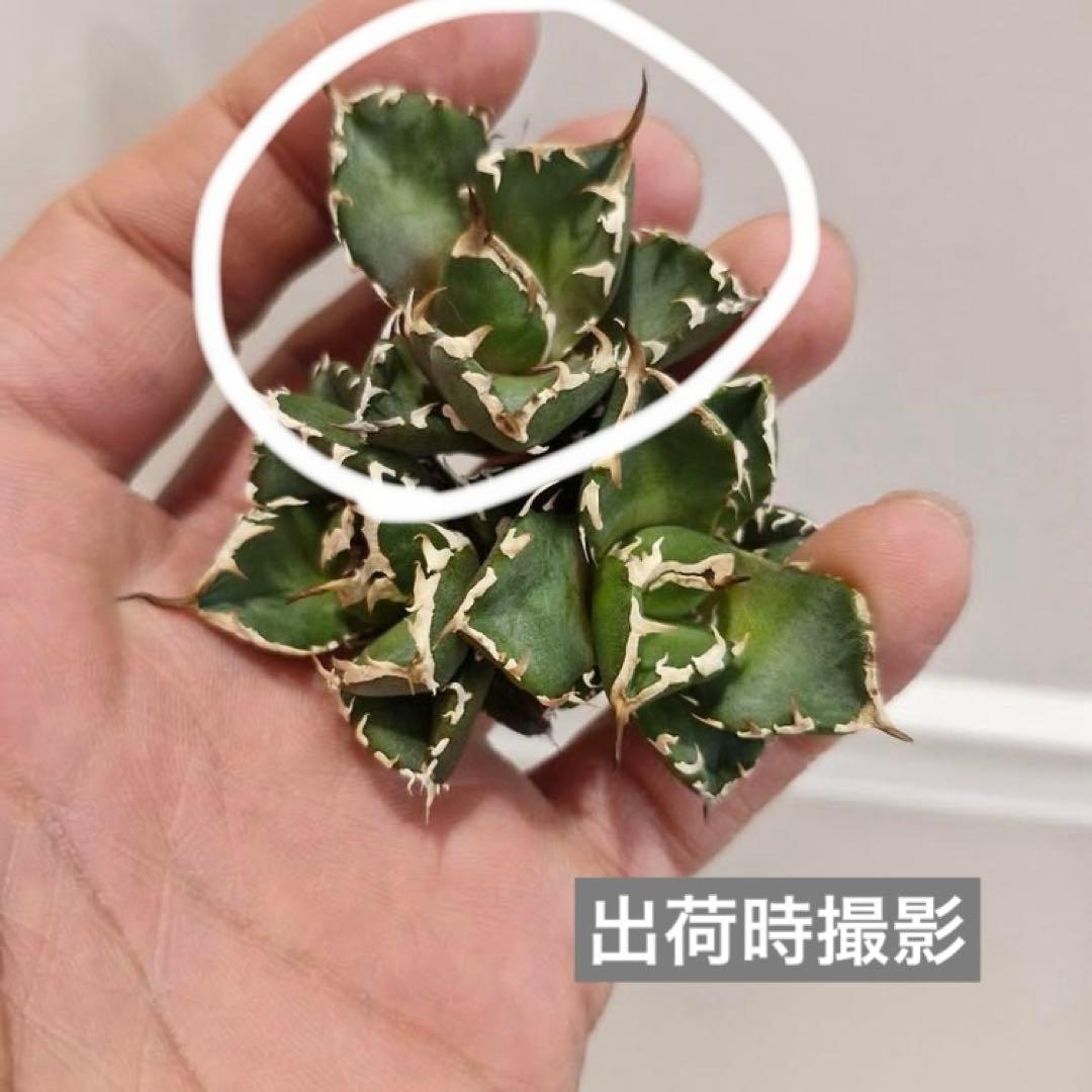 【REZA産】イラン株　選抜　アガベ　　NOVA ノヴァ　天芽　12月便