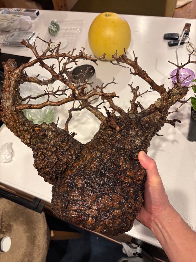 k*♡様 オペルクリカリアパキプス　発根管理中株