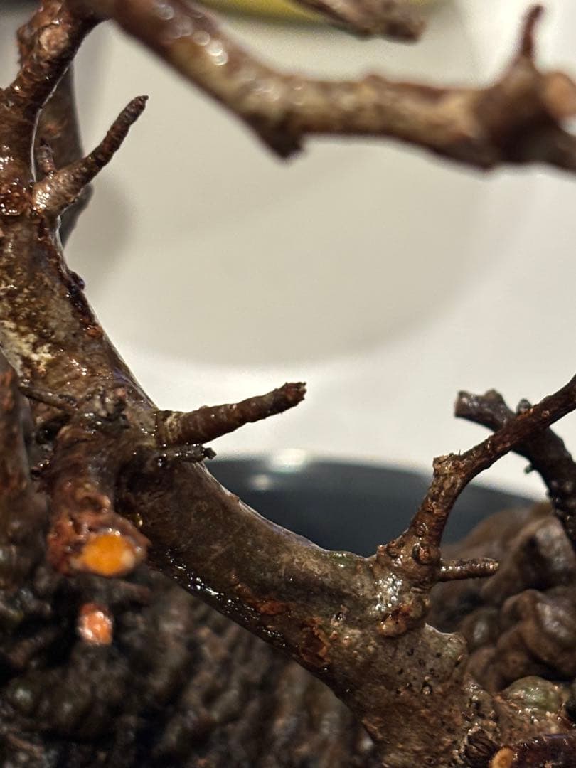 k*♡様 オペルクリカリアパキプス　発根管理中株