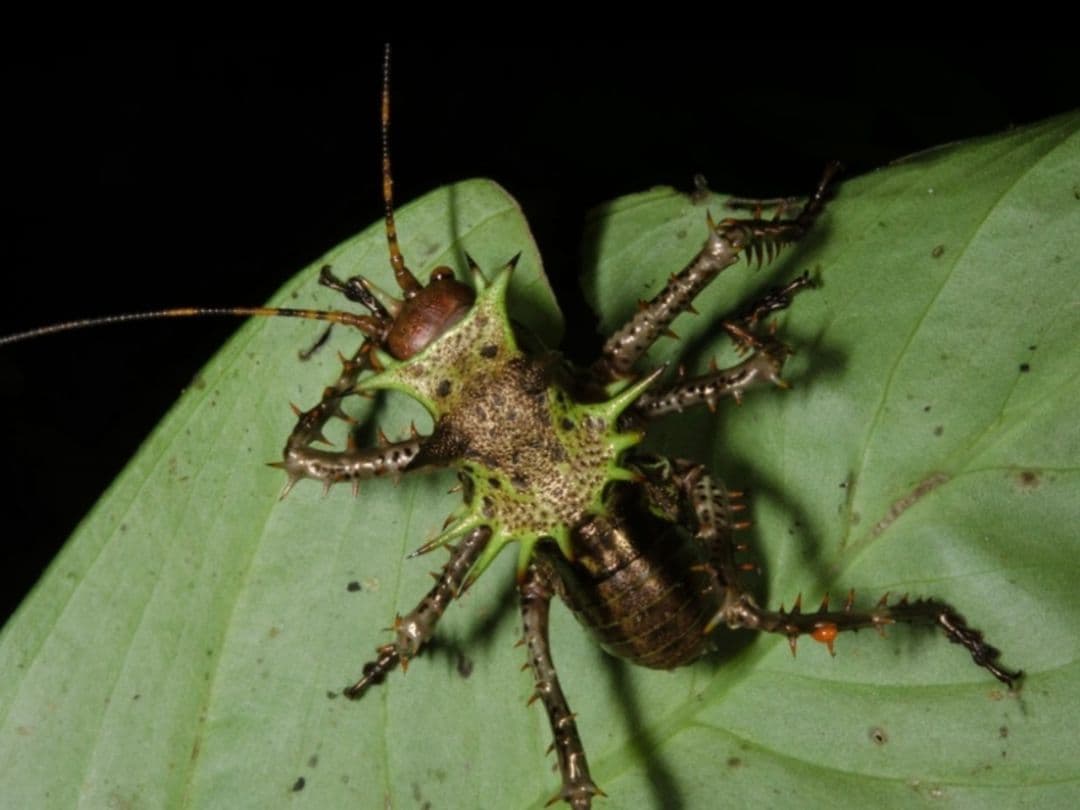 【33mm】アーマードクリケット 武装コオロギ ドラゴンヘッドコオロギ昆虫標本