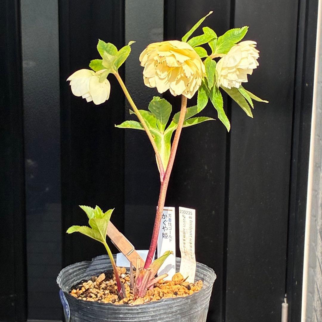 オ*ン様 3440☘️花、タグ付☘️かぐや姫⭐️爽やか強香⭐️コロコロ⭐️加藤農