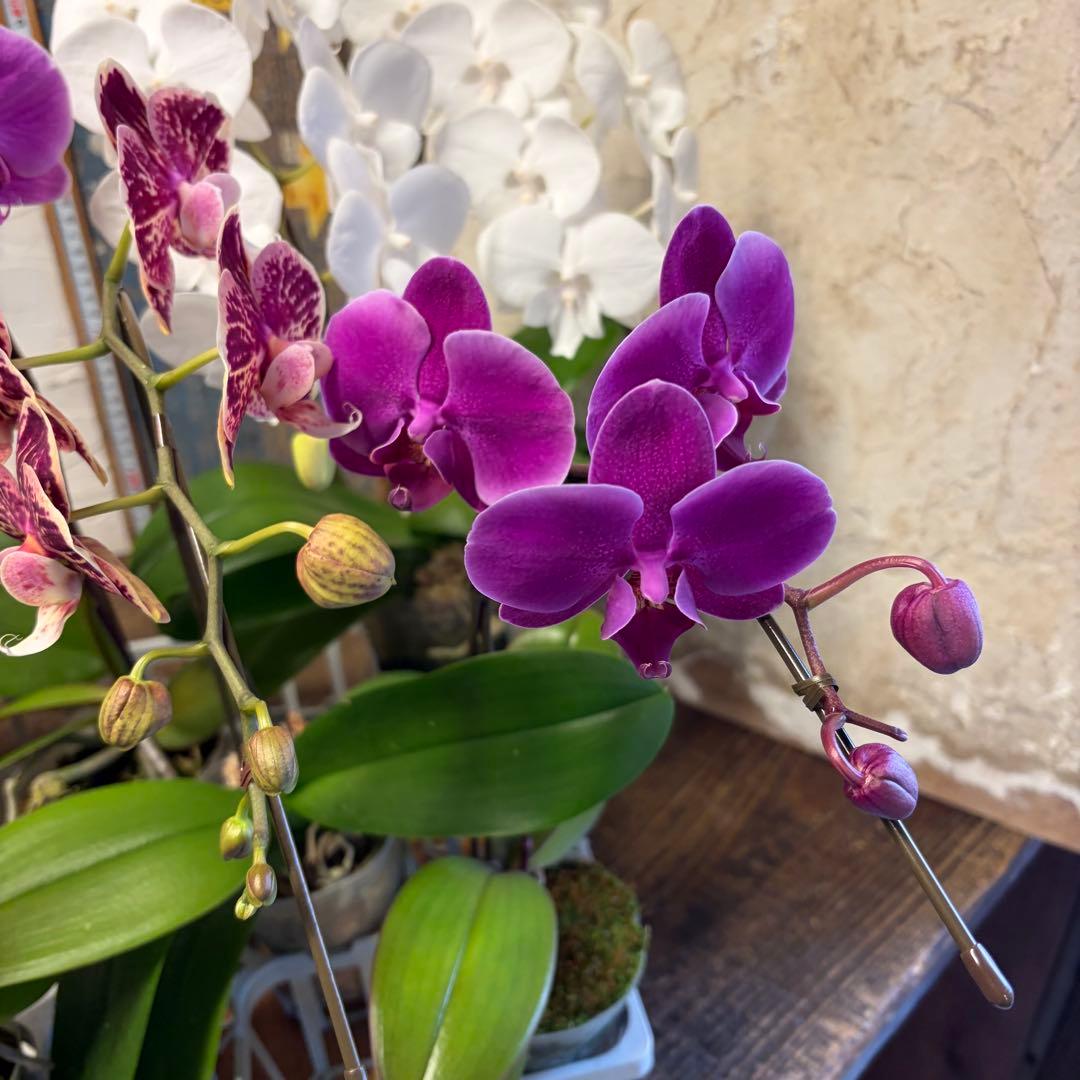 胡蝶蘭　8ポット ファレノプシス