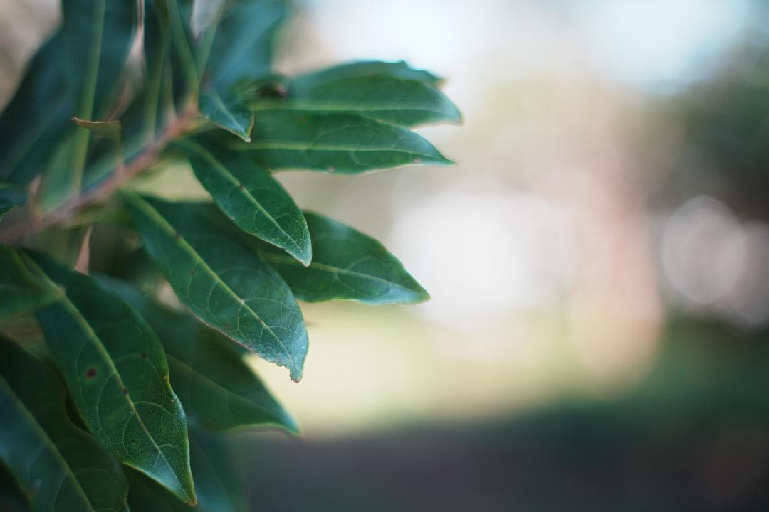 オールドレンズはここから Super Takumar 55mm F1.8 998