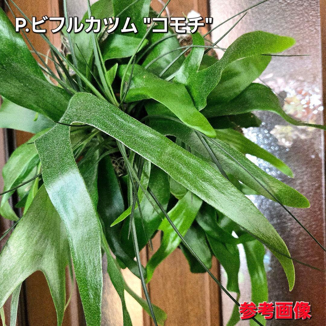 サンメリのビカクシダ【P.ビフルカツム変異個体コモチ】大株！