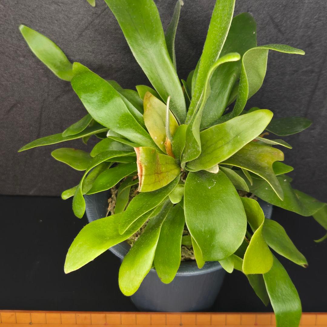 サンメリのビカクシダ【P.ビフルカツム変異個体コモチ】大株！