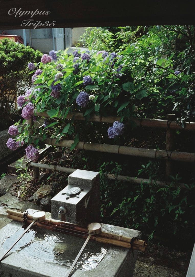 オリンパス trip35 ブラック★作例多数★完動品・美品・整備品