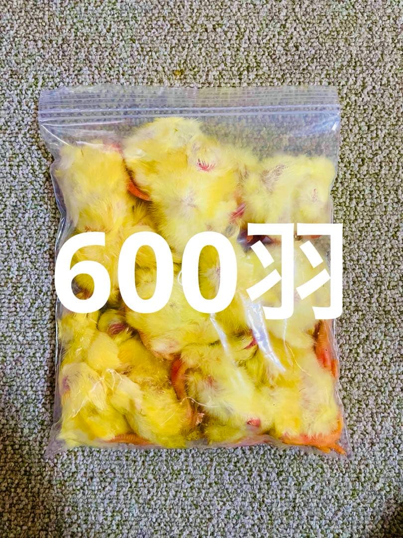 【リピート購入で＋10羽】 送料無料 国産 新鮮安全 冷凍ひよこ 600羽