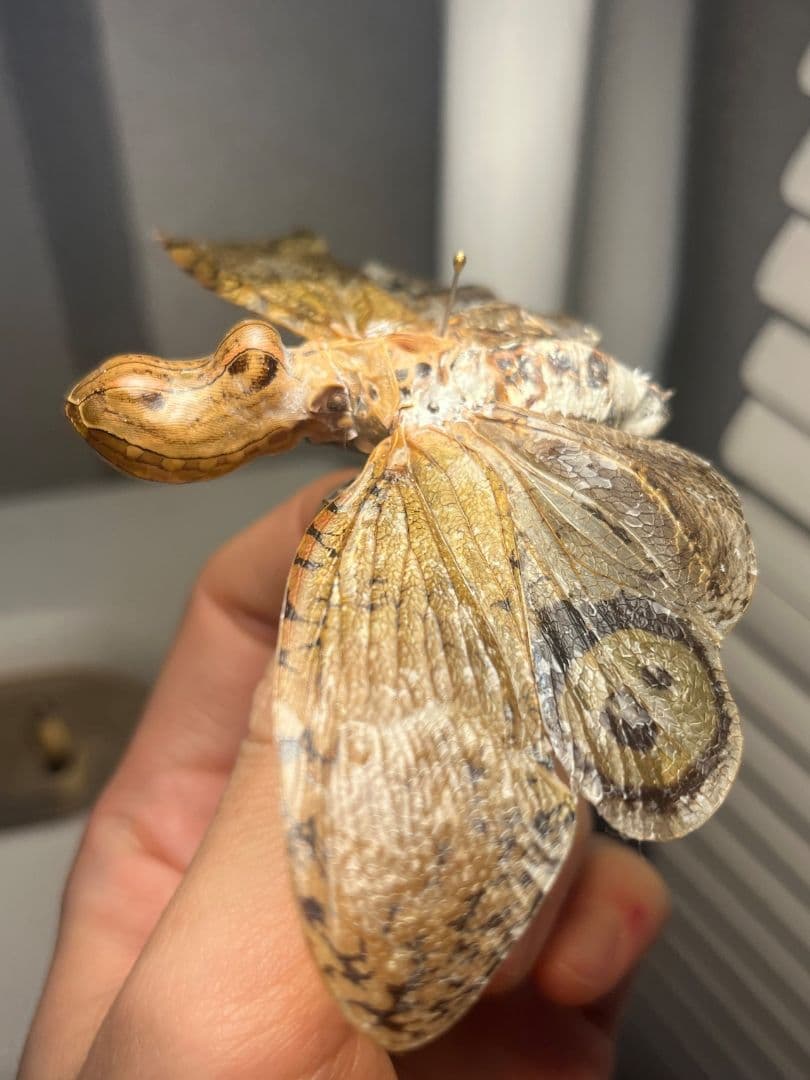 【65mm】オオテングビワハゴロモ 外国産蝶標本 標本 蝶 蛾 ヤママユ