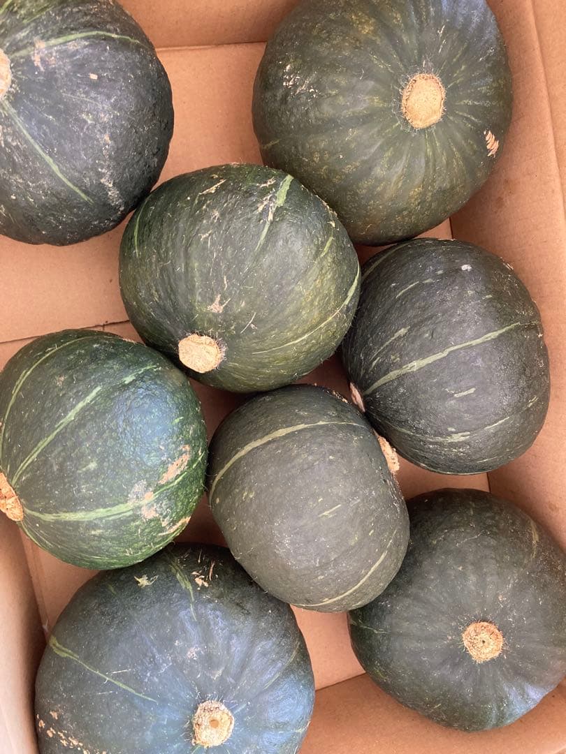 【専用 ハッピー様】 カボチャ　かぼちゃ 沖縄県 宮古島産