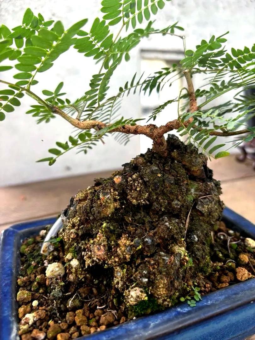 タカボーネムノキ　コーデックス　ゴツゴツ肌　レア　希少　塊根植物