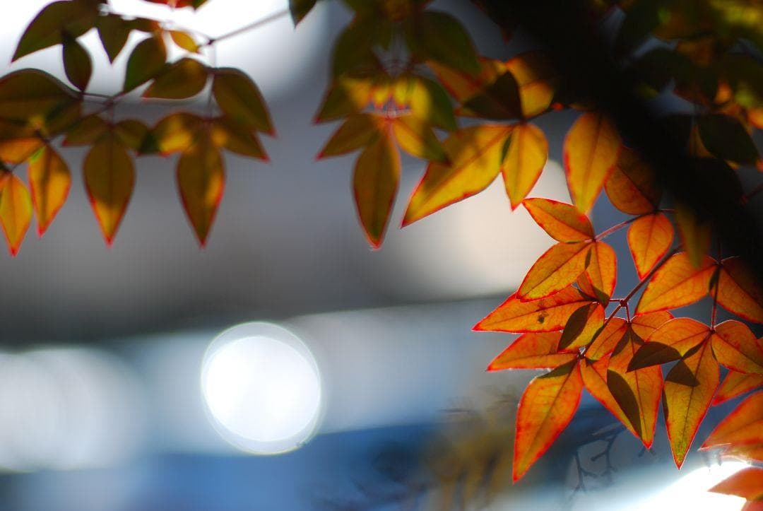 Nikon NIKKOR-P 初期非Ai 105mm f2.5 試写あり 実用品