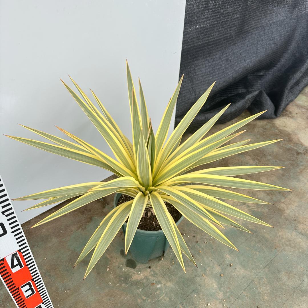 ユッカ　グロリオサ　ブライトスター【21-407】