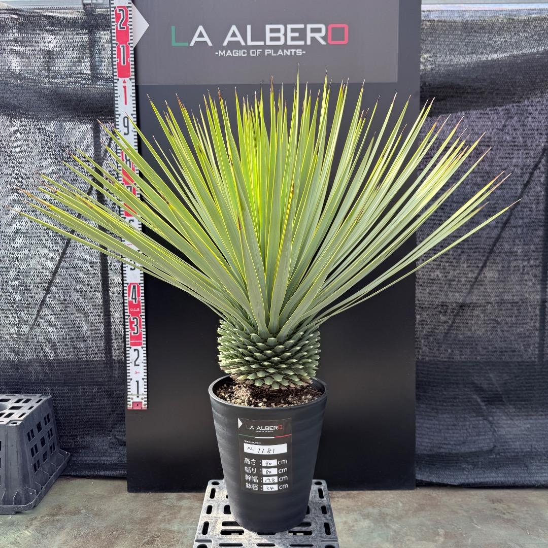 【AL1181】ユッカ　ロストラータ　シルバー　極太