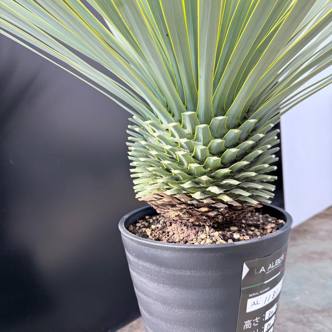 【AL1181】ユッカ　ロストラータ　シルバー　極太