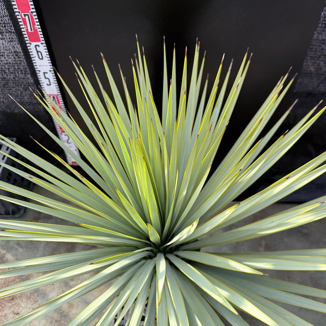 【AL1181】ユッカ　ロストラータ　シルバー　極太