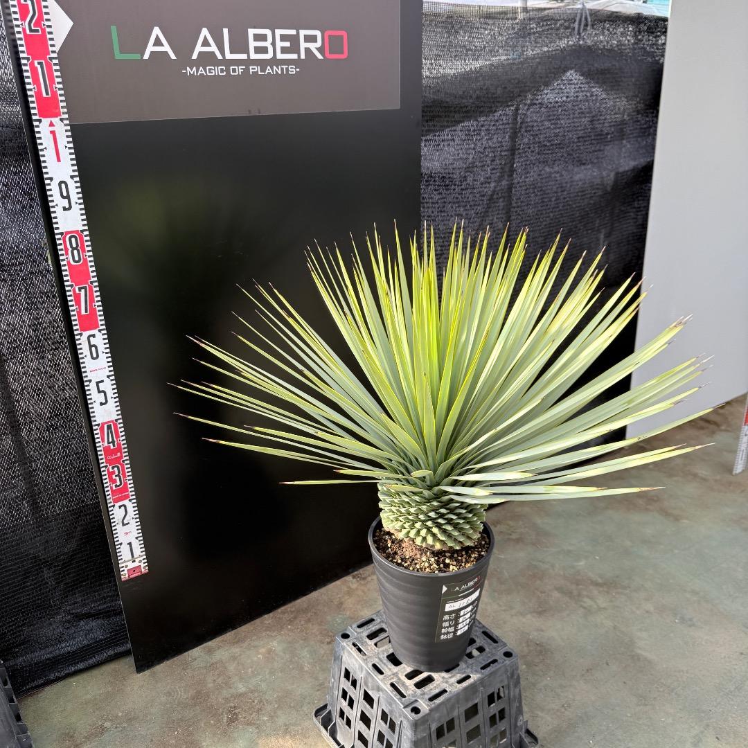 【AL1181】ユッカ　ロストラータ　シルバー　極太