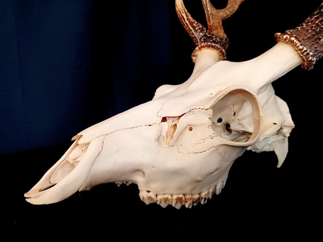 【お買い得　DIY組み立て用　角付き頭骨標本】　種名ニホンジカ♂　４７Kg