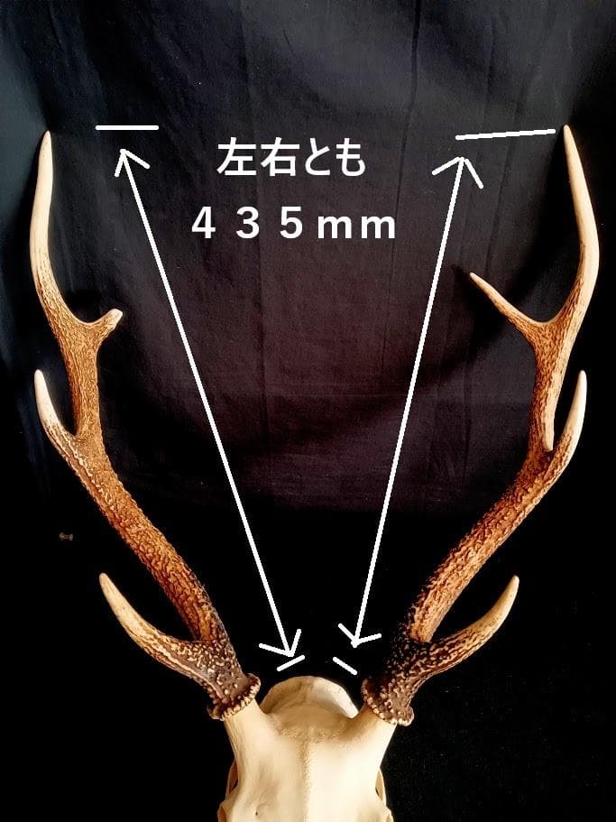 【お買い得　DIY組み立て用　角付き頭骨標本】　種名ニホンジカ♂　４７Kg
