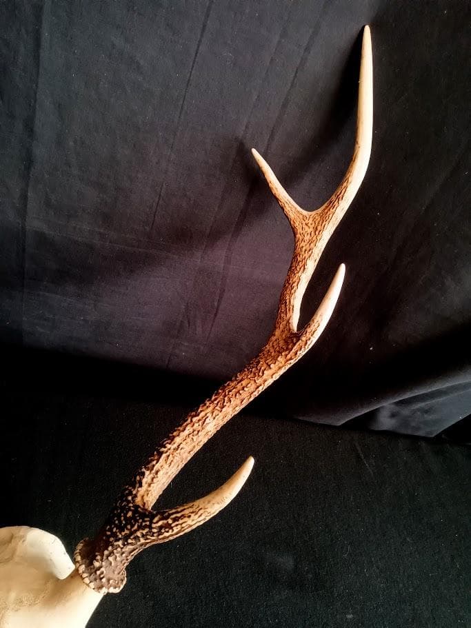 【お買い得　DIY組み立て用　角付き頭骨標本】　種名ニホンジカ♂　４７Kg