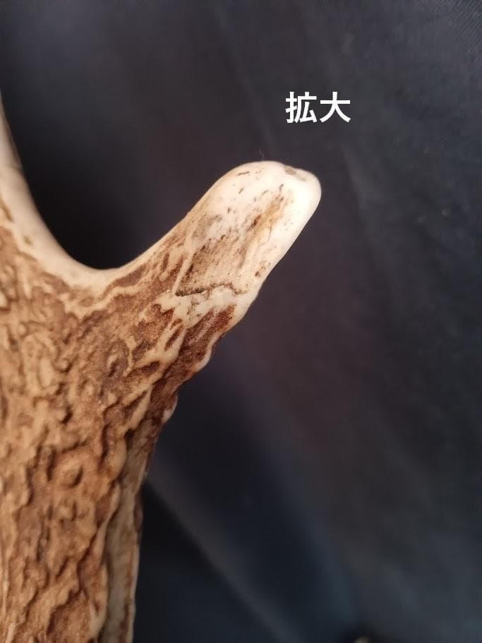 【お買い得　DIY組み立て用　角付き頭骨標本】　種名ニホンジカ♂　４７Kg