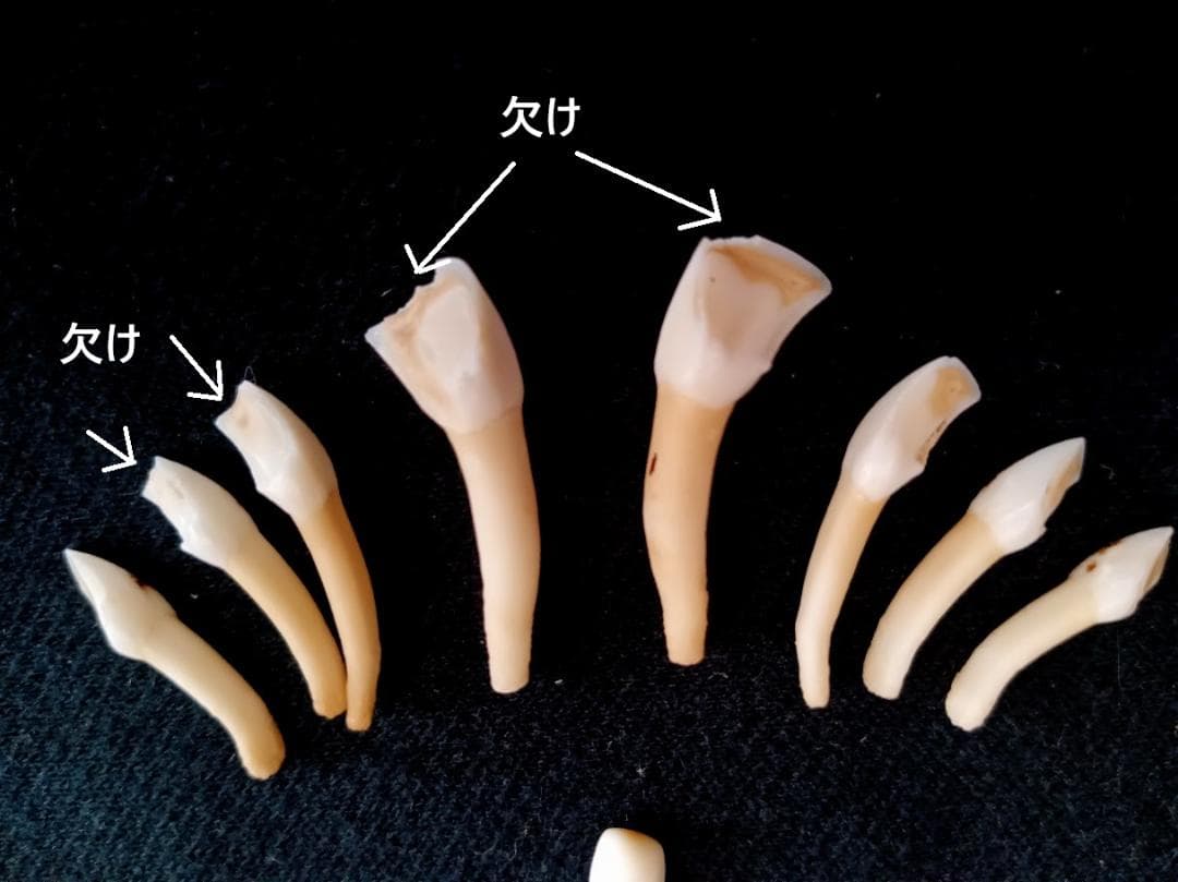 【お買い得　DIY組み立て用　角付き頭骨標本】　種名ニホンジカ♂　４７Kg