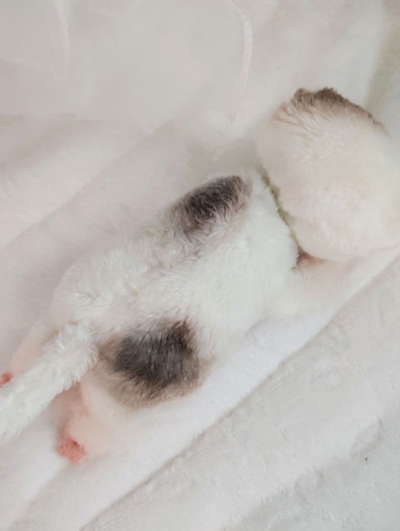 生後１日❤生まれたての子猫ちゃん♡バスケットとクマたん♡アートドール♡ぬいぐるみ