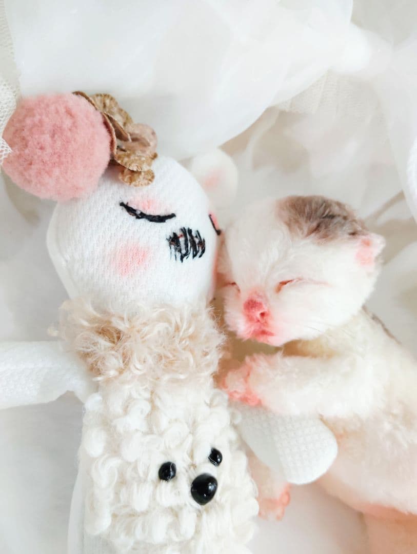 生後１日❤生まれたての子猫ちゃん♡バスケットとクマたん♡アートドール♡ぬいぐるみ