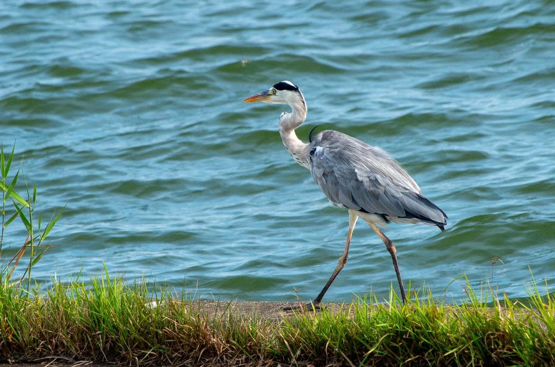 みやし様用【黒死病修理済】【訳アリ】PENTAX K-5０