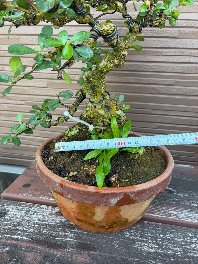 針蔓正木　沖縄盆栽　マッコウ　値下げ