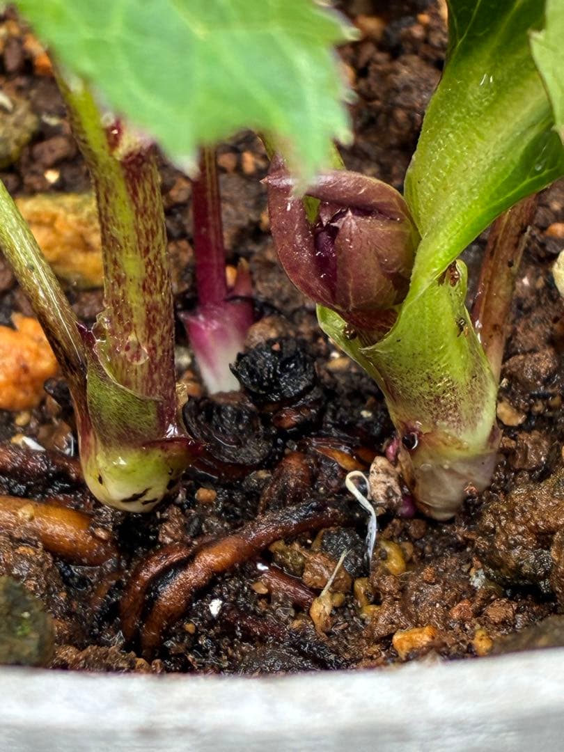 の*ん様 ☘️蕾付き☘️3368⭐️ダーク　クレオパトラ⭐️広瀬園芸⭐️